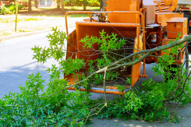 Best Tree Care Services  in USA